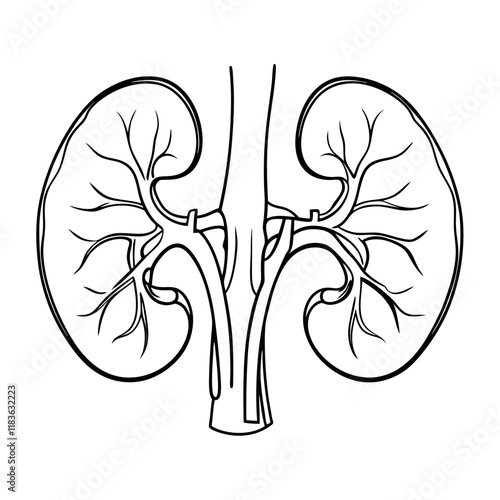 human kidney