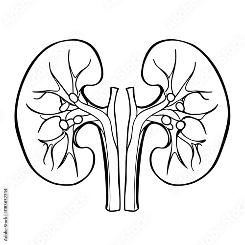 human kidney