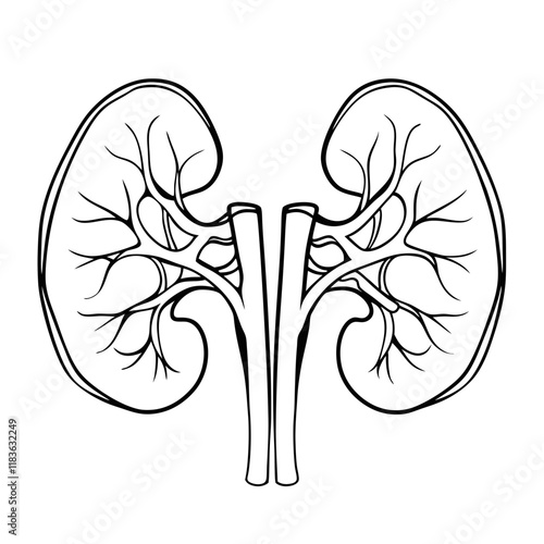 human kidney