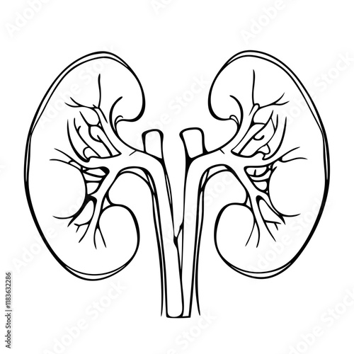 human kidney