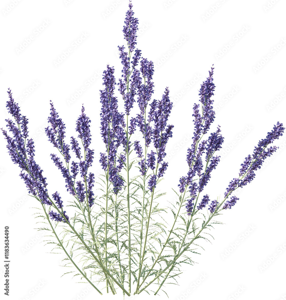 Naklejka premium Grass, Turf, Lawn, Bush, Flowers Overlay