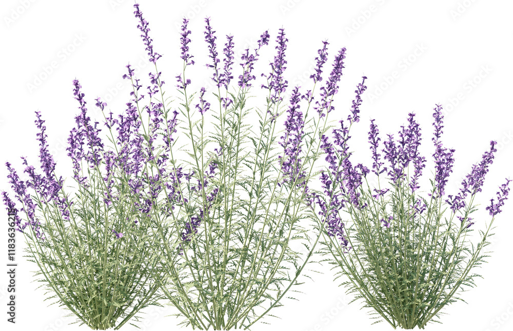 Naklejka premium Grass, Turf, Lawn, Bush, Flowers Overlay
