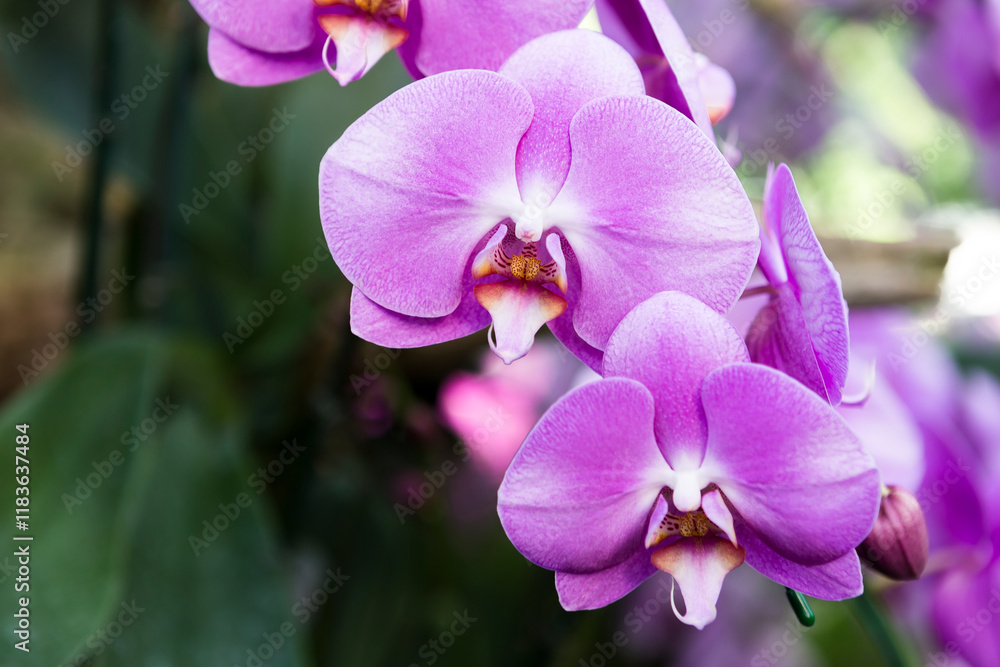 Beautiful venda orchid flower background, nature background, spring season Beautiful venda orchid flower background, nature background, spring season