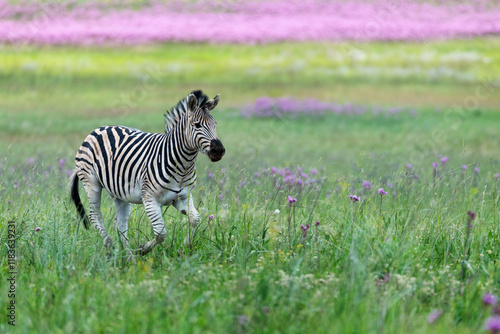 A zebra runnning throgh a green field with purple flowers in the background photo