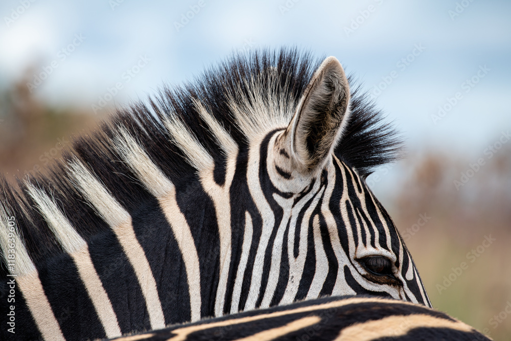 Fototapeta premium Tight closeup of a zebra