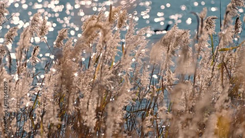 Wallpaper Mural A cinematic shot capturing the tranquil shoreline of Lake Kawaguchiko with vibrant bushes and plants bathed in the warm, golden light of the sunset. Torontodigital.ca