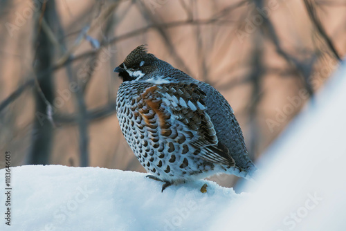 Obraz na plátně hazel grouse in the snow