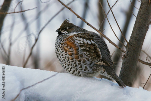 Photography hazel grouse in the snow