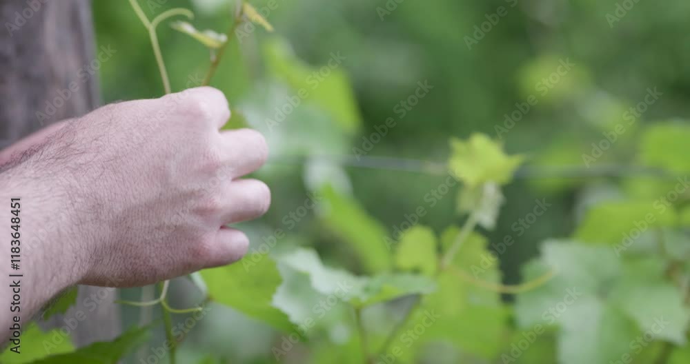 Vinemaker checking the green vine leafs. Vinemaker checking the green vine leafs.