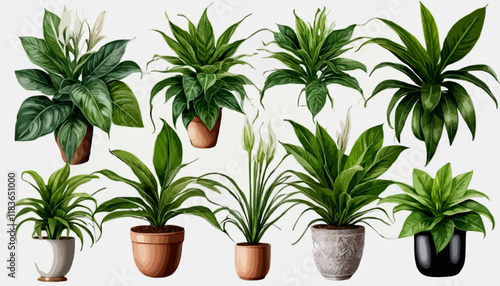 Set of Houseplants Peace Lily and vectors Spider Plant.eps