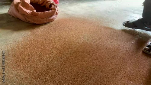 A man sieving grain for a customer and cleaning them from small rocks photo