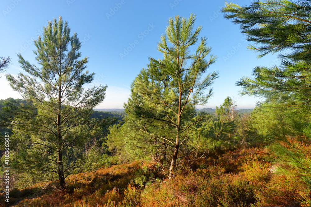 Point of view from the Gros Sabons rock in Fontainebleau forest Point of view from the Gros Sabons rock in Fontainebleau forest
