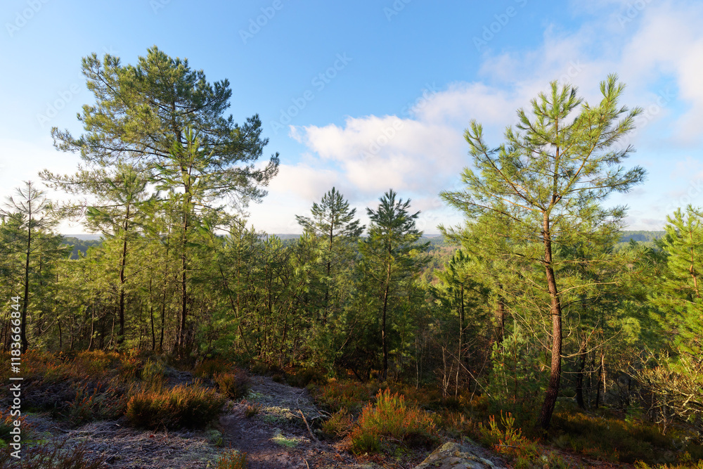 Point of view from the Gros Sabons rock in Fontainebleau forest Point of view from the Gros Sabons rock in Fontainebleau forest