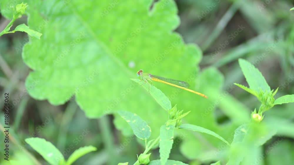 Ceriagrion coromandelianum. It is a species of damselfly in the family Coenagrionidae. Its other name coromandel marsh dart, yellow waxtail and coenagrionidae. This species be found in South Asia.
Ceriagrion coromandelianum. It is a species of damselfly in the family Coenagrionidae. Its other name coromandel marsh dart, yellow waxtail and coenagrionidae. This species be found in South Asia.