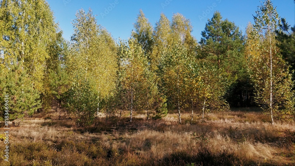 Fototapeta premium forest in autumn