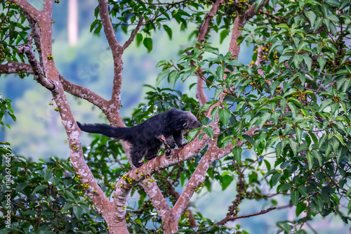 Binturong (Bear Cat) It belongs to the civet family. It has a large head, gray fur on the face, small round ears, a long body, and rough, black fur. photo