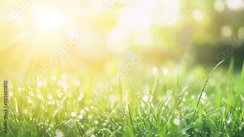 Dew Drops on Fresh Green Grass in Morning Sunlight