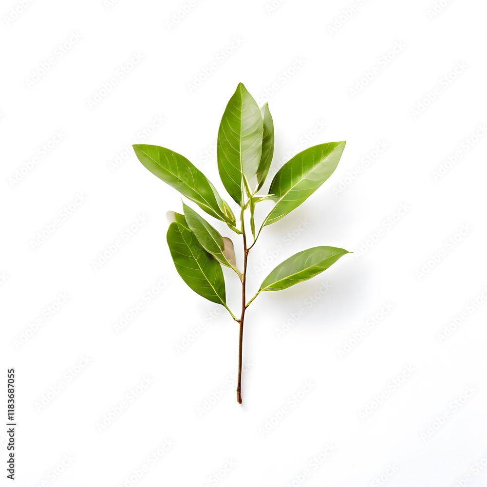 Obraz premium A beautiful green bush tree isolated on a white background