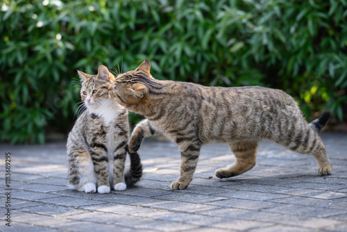 The cat kissing another cat.