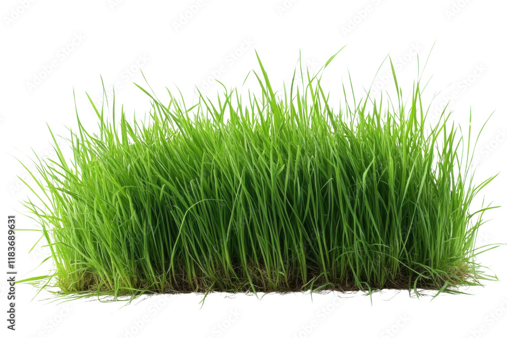 green grass patch isolated on white background green grass patch isolated on white background