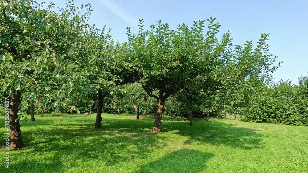 Apple Orchard in St Fagans Museum Apple Orchard in St Fagans Museum