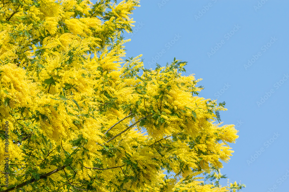 Fototapeta premium Beautifully Blooming Mimosa Against the Spring Blue Sky