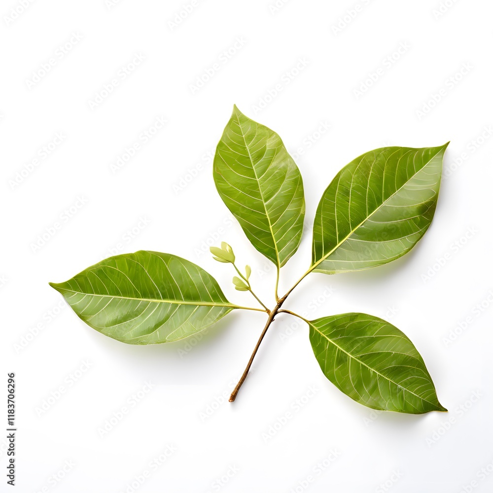 A beautiful green bush tree isolated on a white background A beautiful green bush tree isolated on a white background