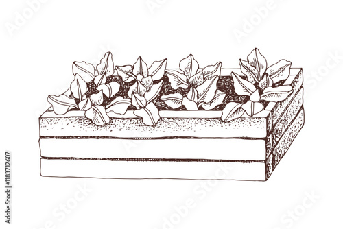 Hand drawn raised bed with vegetable seedlings