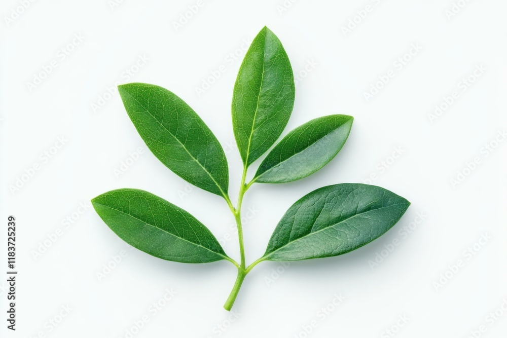 Green Leaf Sprig Isolated on White Background Green Leaf Sprig Isolated on White Background