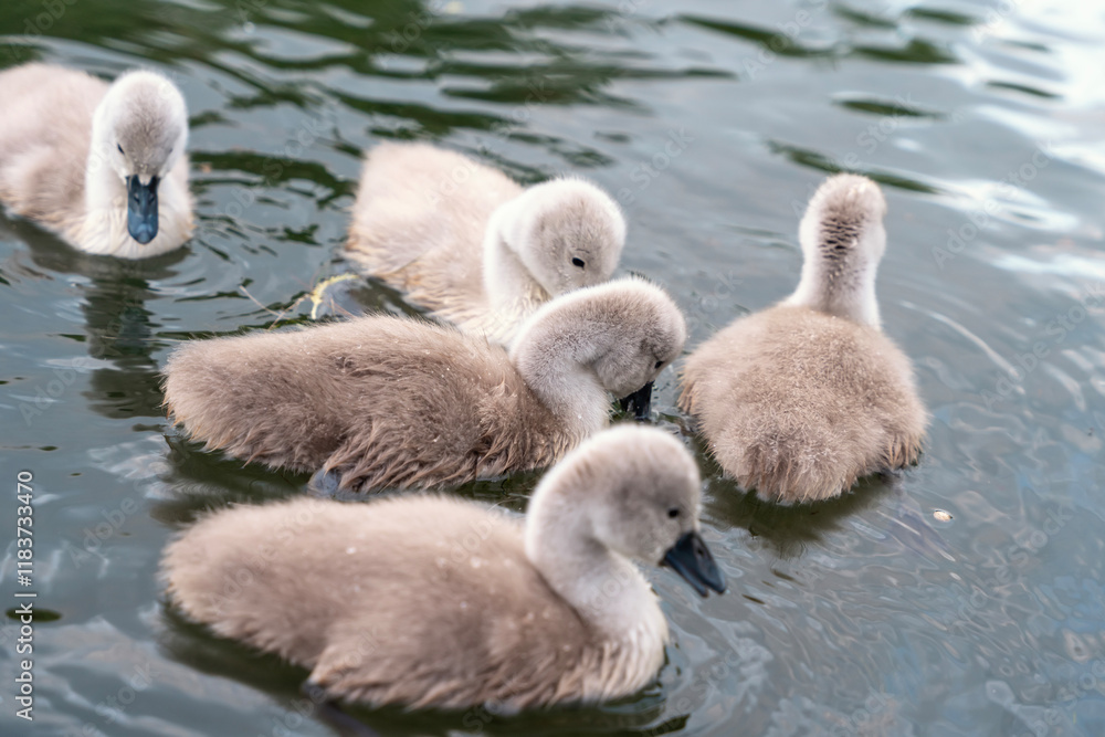 Young swans swimming together in a serene pond during midday Young swans swimming together in a serene pond during midday