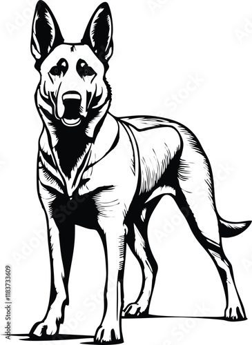 Belgian Malinois dog line vector illustration white background	