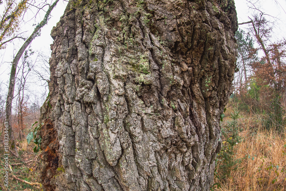 Obraz premium écorce du vieux chêne majestueux dans la forêt