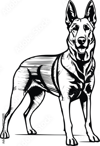 Belgian Malinois dog line vector illustration white background	