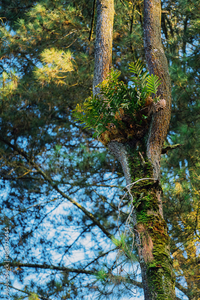 Fototapeta premium Nature's Tranquil Oasis: Step into the serene beauty of an untouched forest, where the air is crisp and the atmosphere exudes peace. Towering trees form a lush canopy, while gentle streams and vibrant