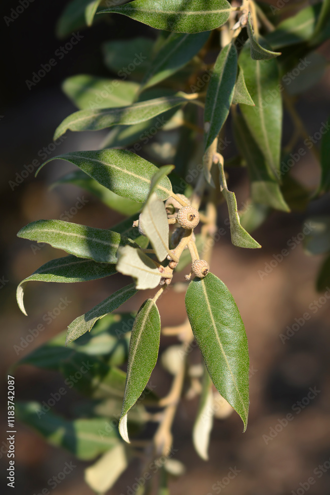 Evergreen oak branch with seeds Evergreen oak branch with seeds