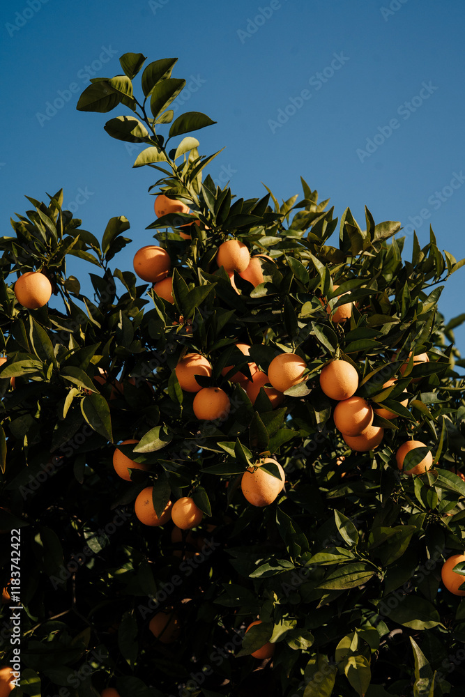 orange tree with oranges orange tree with oranges