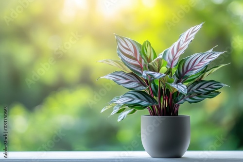 Potted tropical plant Calathea roseopicta Silver plate on a garden balcony Outdoor décor Close up Gardening idea photo