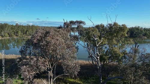 Rise up behind trees to reveal Lake Mulwala in NSW photo