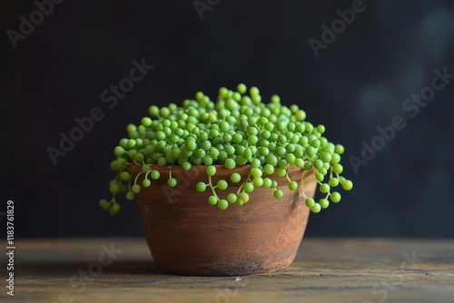 succulent plant Senecio Rowleyanus in clay pot photo