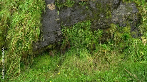 Water running down a lush green rock 