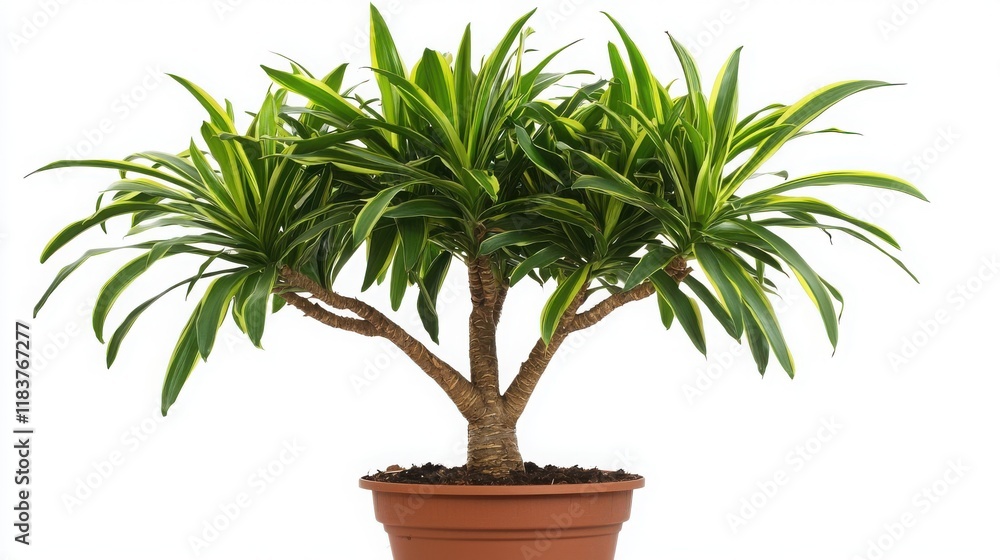 Obraz premium Dracaena plant, pot, tree, leaf, nature, houseplant, isolated, flower, palm, potted, ficus, growth, botany, decoration, flowerpot, flora, tropical, leaves, branch, gardening, home, garden, yucca, hous