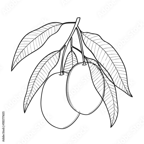 Line Art of Mango Branch with Leaves.  Black and White Illustration