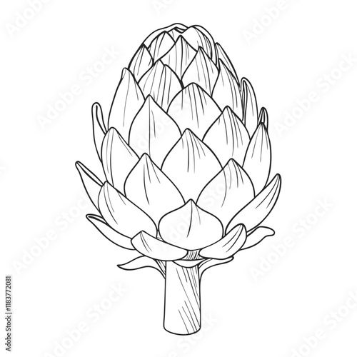 Artichoke Vegetable Line Art. Vector illustration 