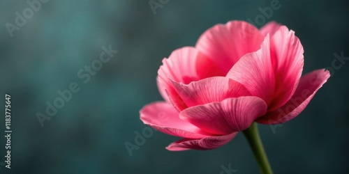 A Single Delicate Pink Flower Blossom on a Dark Background