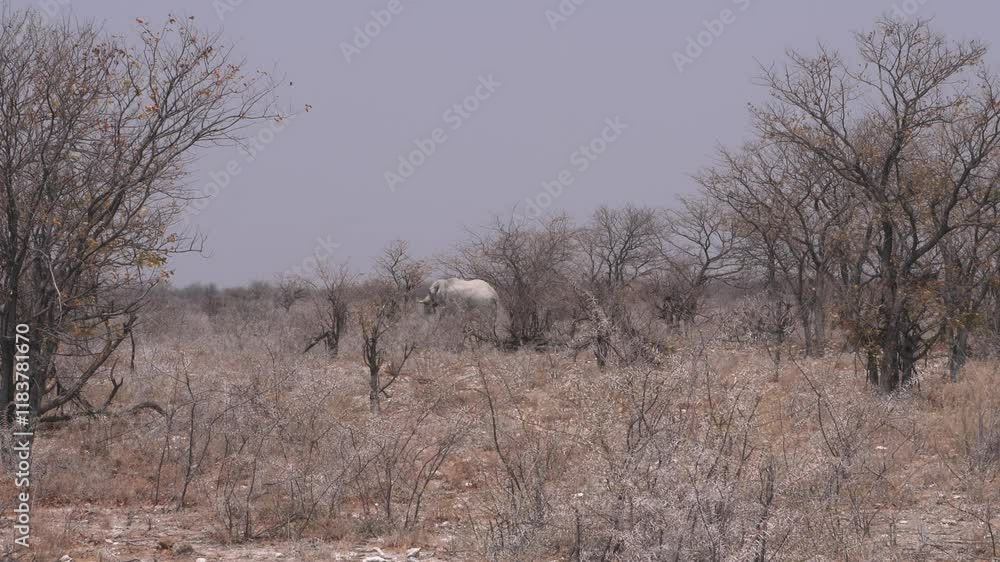 African elephant standing alone in the forest white in color due to the salt of the Etosha salt pan African elephant standing alone in the forest white in color due to the salt of the Etosha salt pan