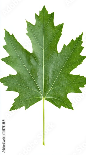Single Green Maple Leaf