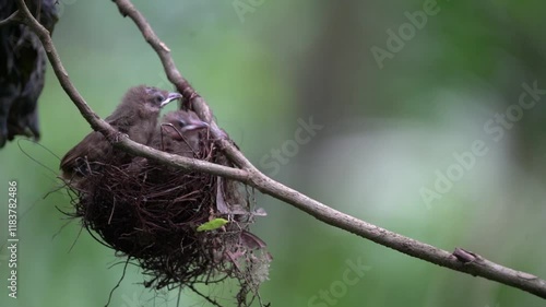 two baby Black-crested bulbul birds were in the nest then thier mother came to give them food photo