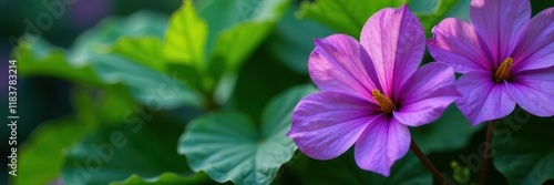 Wallpaper Mural Close-up vibrant purple petals, lush green leaves, botanical, image, macro Torontodigital.ca