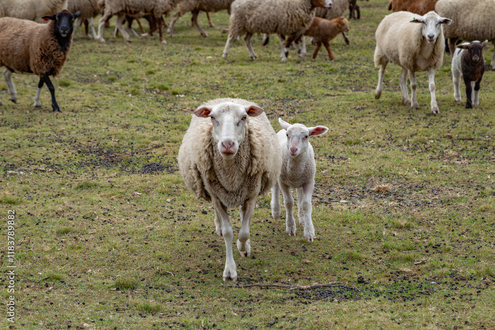 Obraz premium Sheep on the farm