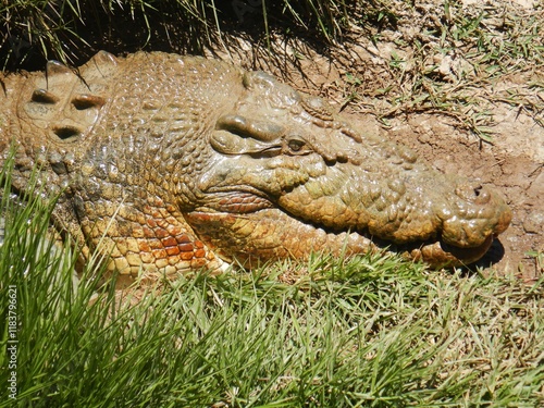 A crocodile rests beside a patch of grass, its textured skin displaying shades of green and brown. The sunlight highlights the details and contours of its rough exterior.